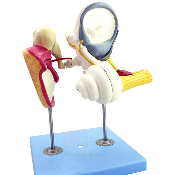 Human Inner Ear Model, 4x